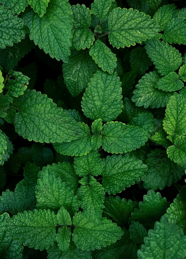 Menthe poivrée séchée Sénégal