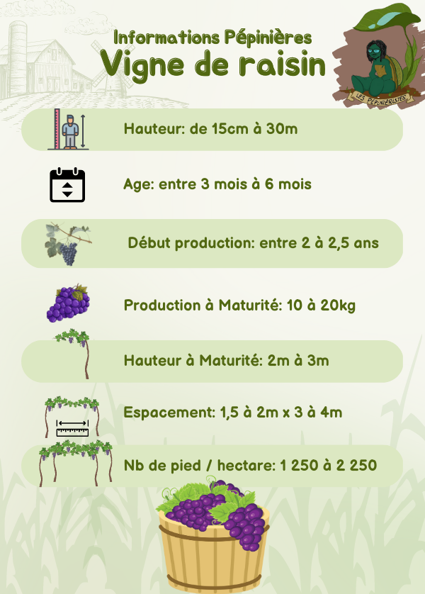 Infos pépinière de Vigne de Raisin