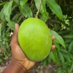 Mangue Bouko diekhal