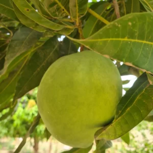 Mangue pomme