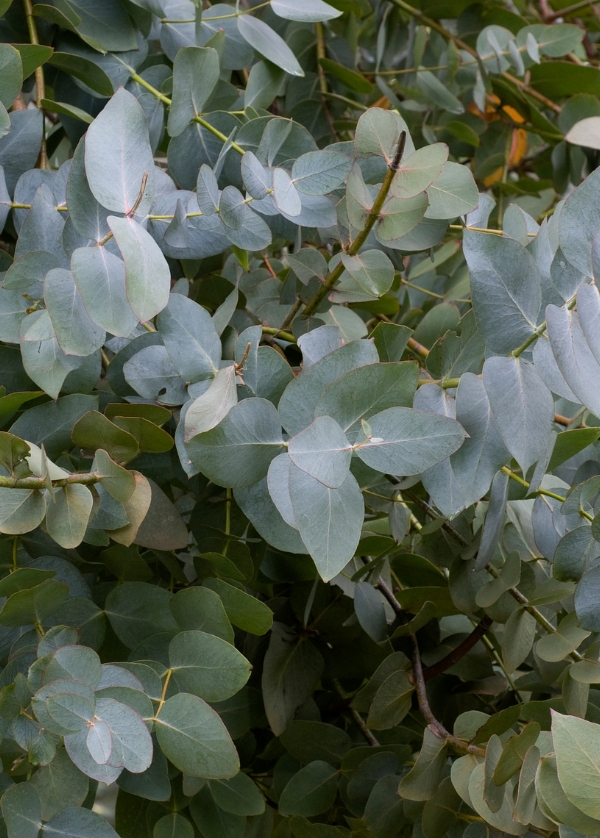 Eucalyptus : comment le planter et l'entretenir ?