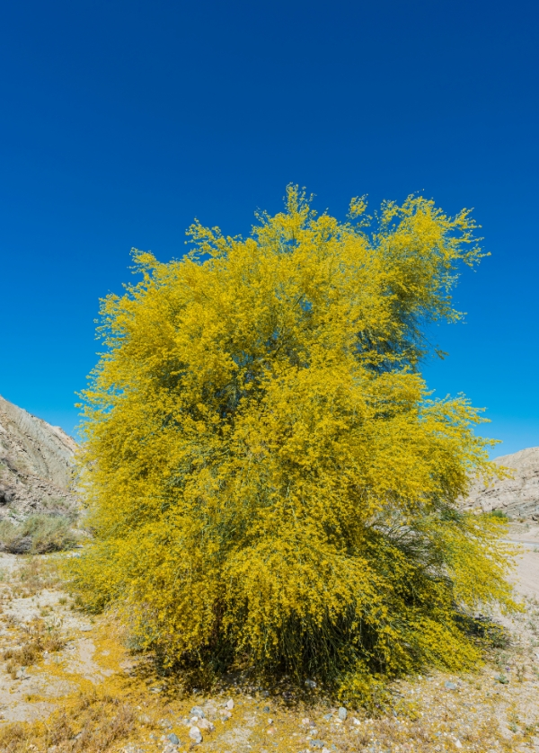 Parkinsonia