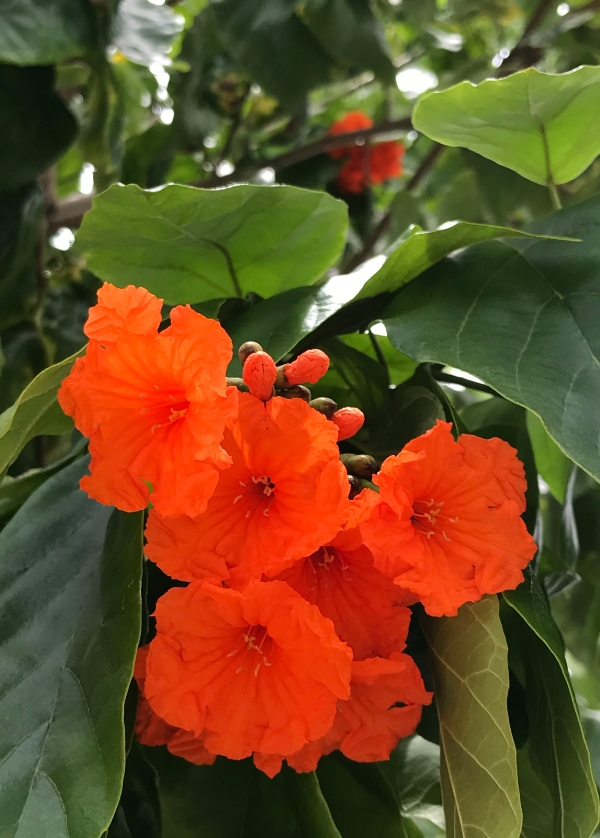 Cordia Sebestena