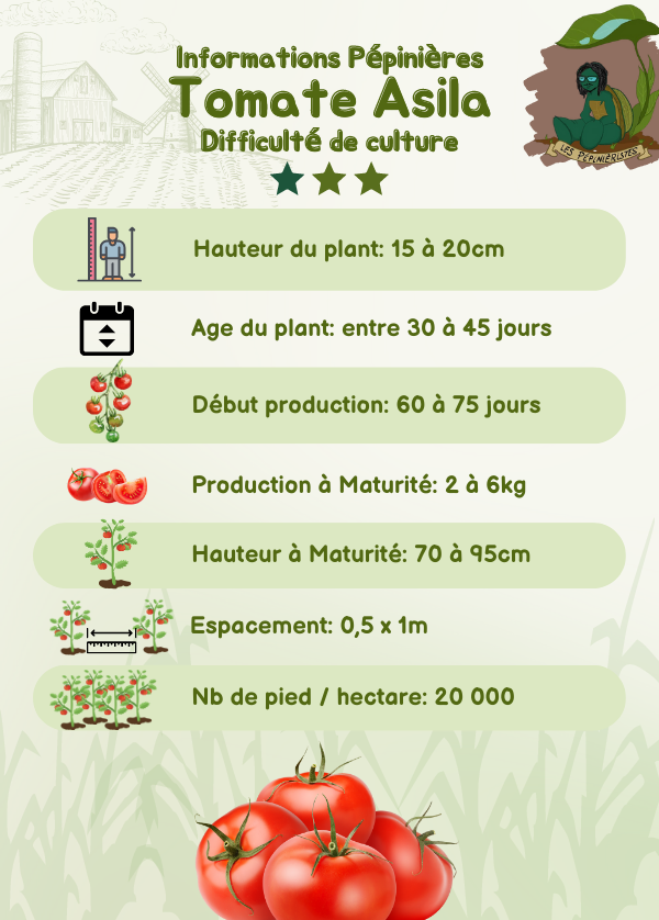 Infos pépinière de tomate Asila