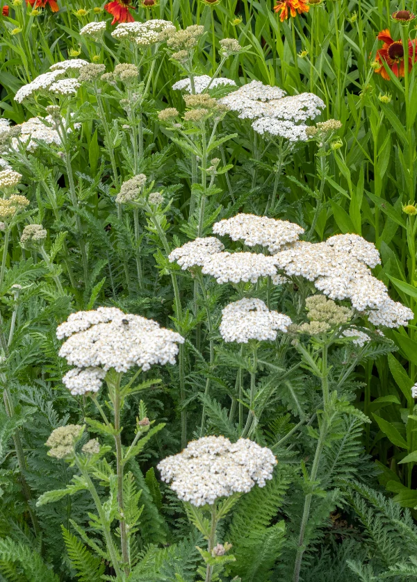 Achillée millefeuille