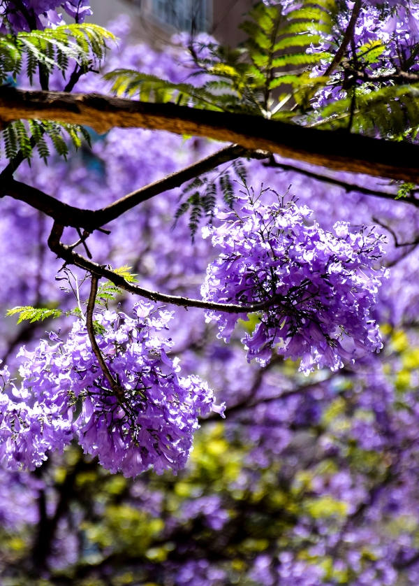 Branche de flamboyant bleu