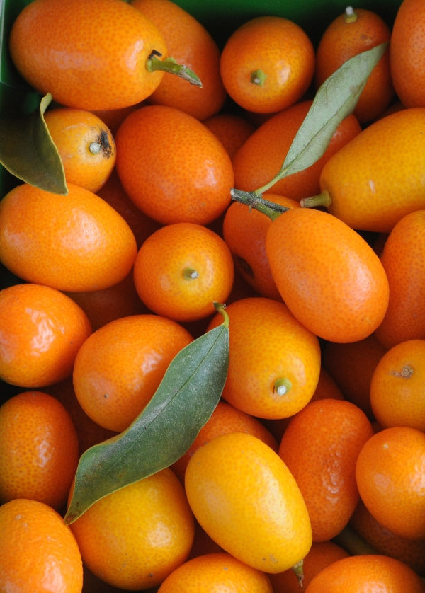 Fruits de kumquat