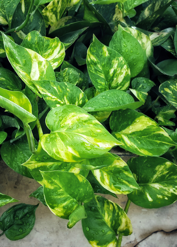 Feuilles de Pothos