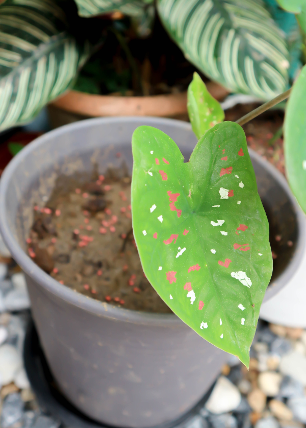 Pot de caladium bicolor