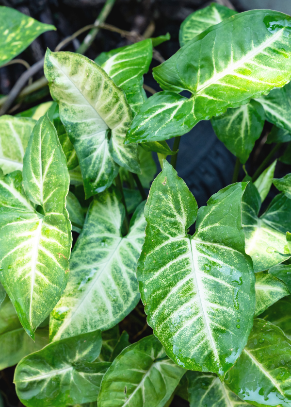 Syngonium Podophyllum