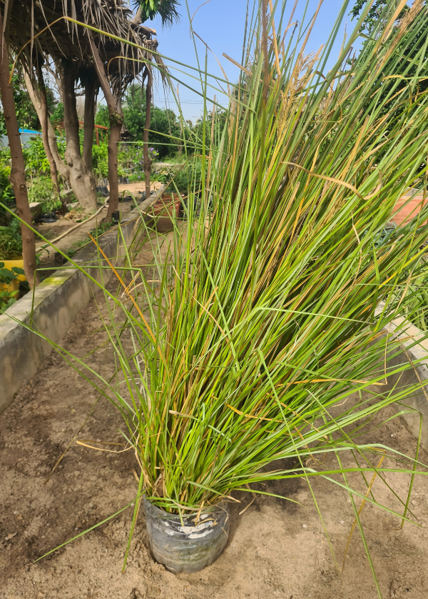 Pépinière de vetiver