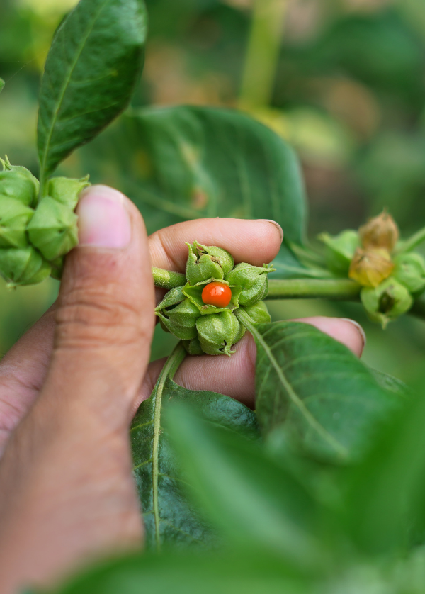 Semences d'Ashwagandha